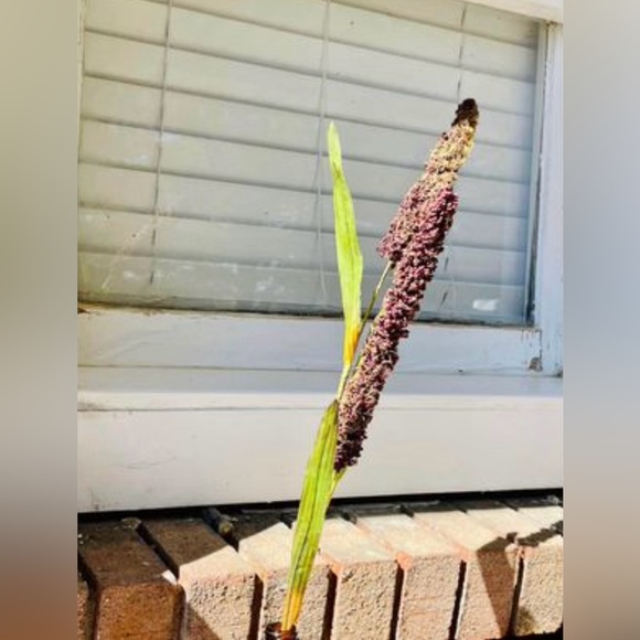 *Burgundy Millet Stem, Bundle of 3 - Picture 2 of 10